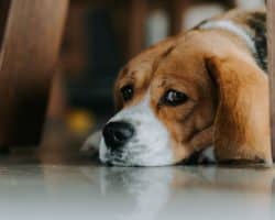 Comment réduire l’empreinte écologique de nos animaux de compagnie ?
